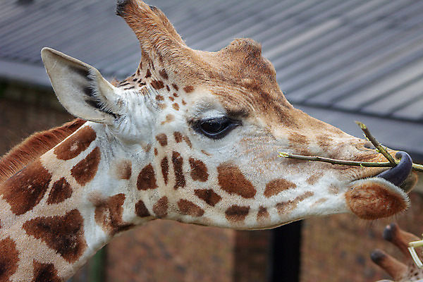 포토 JPG 해외이미지 동물 백그라운드 패턴 포유류 초식동물 뿔 동물원 사람없음 야외 갈색 머리 보호 큼 기린 호기심 목 수유 초식 반추동물 해외202008 해외포토 감정 컬러 컨셉 무늬 신체부위 크기 파일형식