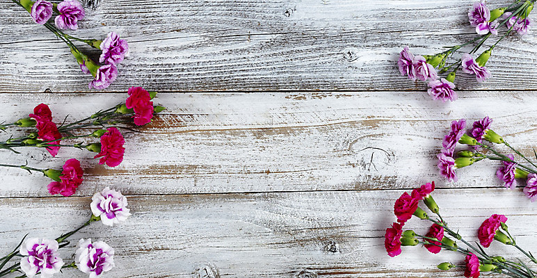 포토 JPG 해외이미지 꽃 분홍색 백그라운드 잎 꽃무늬 엄마 휴가 기념 발렌타인데이 사랑 사람없음 목재 장식 빨간색 봄 벚꽃 흰색 시골 카네이션 태평양 카피스페이스 미니멀 국경 해외202008 해외포토 나무 식물 계절 감정 바다 컬러 무늬 재료 가족 데이이벤트 공백 파일형식