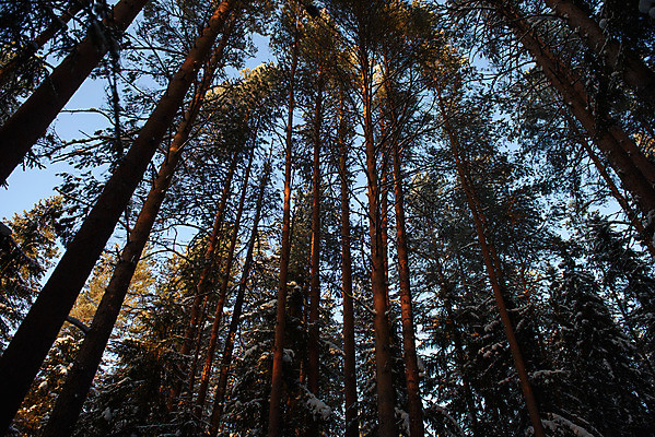 포토 JPG 해외이미지 나무 계절 공원 백그라운드 겨울 자연 하늘 날씨 그림자 풍경 사람없음 야외 목재 파란색 빛 태양 냉동 얼음 추위 흰색 나뭇가지 시골 신선 소나무 점 숲 12월 서리 러시아 장면 나무껍질 북쪽 침엽수 전나무 1월 2월 눈내림 해외202008 눈덮임 해외포토 자연요소 식물 공공시설 유럽 컬러 컨셉 재료 눈_날씨 껍질 날짜 방향 생태계 파일형식
