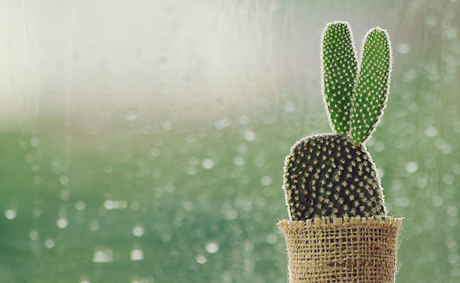 포토 JPG 해외이미지 계절 꽃 음료 백그라운드 창문 유리 표면 아침 날씨 선인장 건강 손잡이 사람없음 초록색 물 빛 검은색 어둠 침묵 거품 낭만 젖음 흐름 가을 물방울 신선 액체 떨어짐 저녁 소프트포커스 예측 빗방울 오브젝트 질감 보케 아로마 내추럴 블러 해외202008 해외포토 주간 자연요소 식물 컬러 컨셉 재질 촬영기법 소리 비_날씨 야간 파일형식