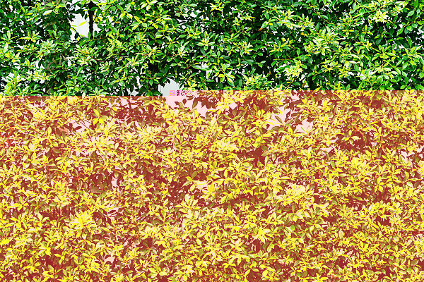 포토 JPG 해외이미지 나무 식물 디자인 공원 벽 백그라운드 잎 패턴 자연 벽지 추상 사람없음 장식 초록색 울타리 정원 봄 질감 아이비 내추럴 생태학 해외202008 해외포토 계절 공공시설 교육 컬러 무늬 담장 생태계 파일형식