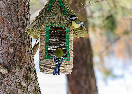 포토 JPG 해외이미지 나무 동물 공원 야생동물 겨울 자연 조류 하늘 주택 사람없음 야외 목재 초록색 상자 정원 봄 구멍 둥지 숲 수유 옛날 해외202008 해외포토 식물 계절 공공시설 컬러 재료 건물 생태계 파일형식