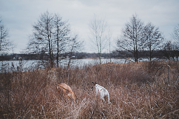 포토 JPG 해외이미지 주간 라이프스타일 행복 호수 겨울 밭 자연 초원 사람없음 친구 반려동물 가축 산책 자유 개 강가 검색 호기심 사냥 육식동물 송곳니 해외202008 해외포토 자연요소 동물 계절 감정 컨셉 농업 포유류 관계 휴식 생활 강 치아 생태계 파일형식