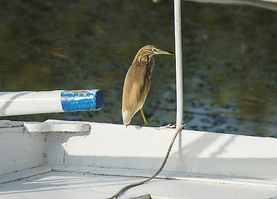 포토 JPG 해외이미지 동물 야생동물 날개 자연 조류 서기 사람없음 목재 물 강 머리 보트 고독 왜가리 깃털 싱글 부리 계산서 해외202008 해외포토 자연요소 나무 감정 배_교통 재료 모션 신체부위 생태계 파일형식