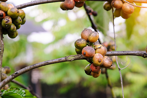 포토 JPG 해외이미지 나무 식물 열매 꽃 산업 아시아 커피 음료 음식 여행 잎 밭 농업 과일 자연 콩 씨앗 사람없음 빨간색 초록색 농장 일몰 카페 수확 성장 나뭇가지 신선 뜨거움 낟알 굽기 유기농 날것 아로마 발리 에스프레소 깊이 밭일 생태학 숙성 아라비카 카페인 해외202008 해외포토 웰빙 교육 나라 컬러 섬 곡류 노을 상점 구이 생태계 인도네시아 파일형식
