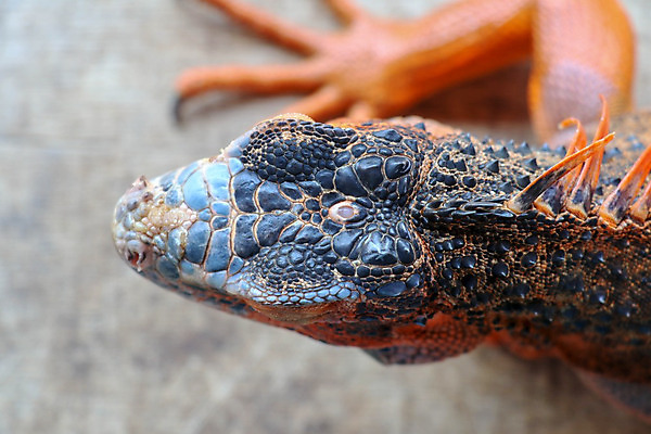 포토 JPG 해외이미지 동물 척추동물 남자 야생동물 포즈 백그라운드 오렌지 파충류 자연 휴식 생물 동물원 사람없음 야외 초록색 반려동물 컬러풀 머리 환경 용 닫기 숲 피부 호기심 싱글 눈금 도마뱀 육식동물 스파이크 내추럴 고립 동물상 이국적 해외202008 해외포토 감정 컬러 컨셉 과일 모션 사람 신체부위 조형물 생태계 파일형식