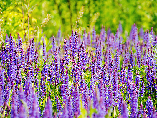 포토 JPG 해외이미지 백그라운드 자연 사람없음 보라색 봄 풀잎 화려 세이지꽃 해외202008 해외포토 계절 꽃 컬러 컨셉 잎 풀_식물 생태계 파일형식