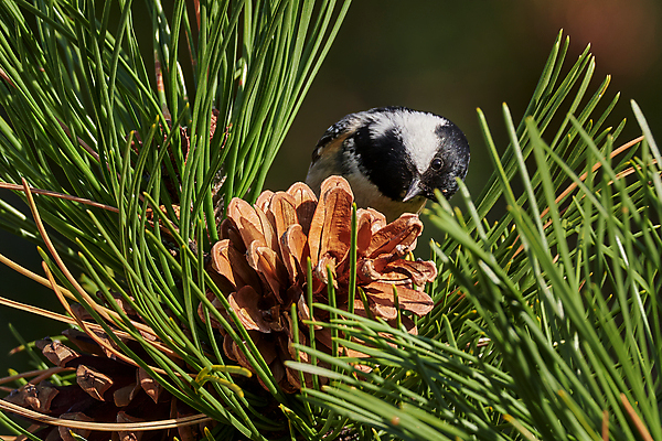 포토 JPG 해외이미지 나무 동물 야생동물 백그라운드 단풍 크리스마스 날개 노래 자연 조류 옥수수 사람없음 야외 옆모습 가로 초록색 컬러풀 환경 검은색 봄 가을 흰색 나뭇가지 소나무 숲 작음 깃털 호기심 생물학 부리 장면 서식지 대패 동물상 석탄 수유 해외202008 해외포토 식물 계절 교육 기념일 감정 음악 뷰포인트 컬러 컨셉 잎 곡류 조형물 크기 생태계 파일형식