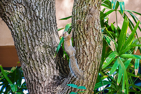 포토 JPG 해외이미지 나무 동물 계절 공원 야생동물 포유류 자연 털 사람없음 야외 빨간색 갈색 회색 흰색 설치류 숲 꼬리 다람쥐 내추럴 고립 해외202008 해외포토 식물 공공시설 컬러 생태계 파일형식