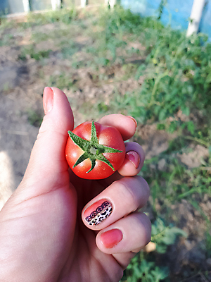 포토 JPG 해외이미지 식물 라이프스타일 여자 음식 백그라운드 농업 다이어트 토마토 과일 재료 손가락 자연 따뜻함 건강 관리 사람없음 초록색 농작물 농장 정원 검은색 앞치마 샐러드 수확 성장 신선 잡기 체리 맛 소프트포커스 작음 수집 유기농 원예 내추럴 밭일 식욕 채식주의자 맛있는 해외202008 해외포토 손 웰빙 산업 컬러 컨셉 채소 모션 촬영기법 사람 취미 생활 크기 생태계 채식 파일형식