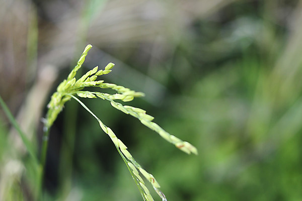 포토 JPG 해외이미지 식물 아시아 음식 줄기 잎 농업 태국 자연 밥 아침 씨앗 풍경 초원 사람없음 야외 초록색 여름 농작물 농장 정원 수확 성장 가을 시골 신선 농부 낟알 시리얼 유기농 알맹이 날것 내추럴 논밭 밭일 숙성 해외202008 해외포토 주간 직업 웰빙 계절 나라 산업 컬러 밭 논 생태계 파일형식