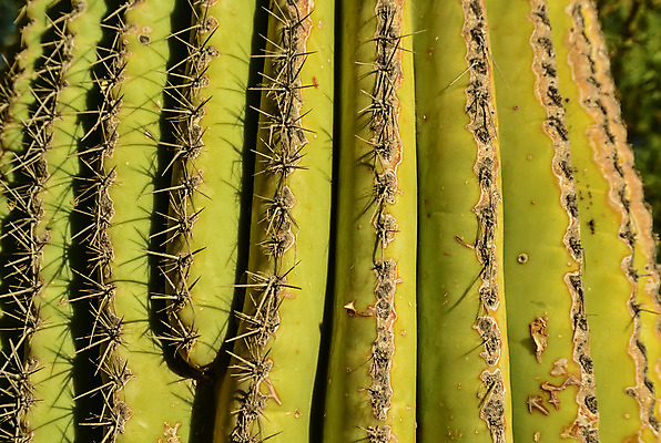 포토 JPG 해외이미지 식물 공원 꽃 분홍색 백그라운드 자연 하늘 날씨 산 선인장 건조 통 풍경 사람없음 초록색 파란색 미국 봄 새벽 사막 뜨거움 황무지 냄비 큼 아래 척추 각도 암초 애리조나 내추럴 전국 해외202008 해외포토 자연요소 계절 공공시설 컬러 북아메리카 뼈 솥 크기 방향 생태계 위치 파일형식