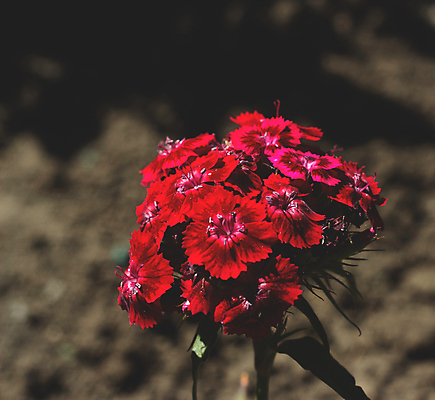 포토 JPG 해외이미지 식물 꽃잎 꽃 분홍색 꽃다발 잎 꽃무늬 자연 사람없음 야외 장식 빨간색 초록색 컬러풀 정원 보라색 벚꽃 신선 개화 닫기 자주색 원예 각도 진홍색 내추럴 영원 벨벳 해외202008 해외포토 컬러 무늬 모션 취미 실크 생태계 파일형식