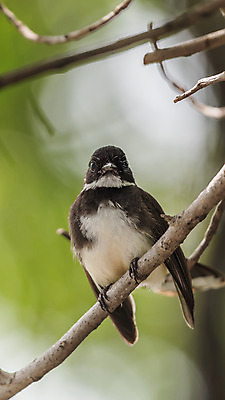 포토 JPG 해외이미지 나무 식물 동물 공원 야생동물 태국 자연 조류 앉기 사람없음 야외 초록색 컬러풀 정원 검은색 흰색 나뭇가지 관찰 황무지 작음 깃털 사냥 공포 말레이시아 동물상 해외202008 해외포토 공공시설 아시아 컬러 모션 조형물 크기 생태계 파일형식
