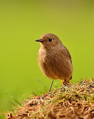 포토 JPG 해외이미지 동물 여자 야생동물 백그라운드 자연 조류 사람없음 야외 초록색 갈색 봄 회색 흰색 숲 작음 부리 내추럴 해외202008 해외포토 계절 컬러 사람 크기 생태계 파일형식