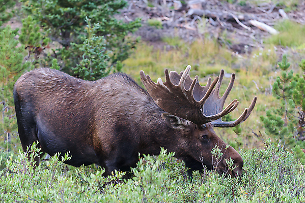 포토 JPG 해외이미지 동물 호수 야생동물 포유류 자연 산 털 종류 사람없음 물 갈색 어둠 코트 종 흰색 소나무 소 습지 군중 숲 위험 큼 시원함 속눈썹 버드나무 황소 코 귀 무거움 주둥이 엘크 콜로라도 벨벳 해외202008 해외포토 자연요소 나무 컬러 컨셉 사람 신체부위 미국 외투 무게 크기 실크 눈썹 생태계 파일형식