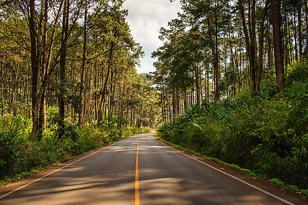 포토 JPG 해외이미지 나무 계절 공원 도로 길 선 조각 여행 백그라운드 잎 곡선 교통시설 자동차 자연 하늘 산 거리 풍경 사람없음 야외 목재 초록색 여름 파란색 빛 햇빛 환경 자유 가을 시골 소나무 고속도로 숲 아스팔트 땅 언덕 장면 내추럴 방법 삼림지대 해외202008 해외포토 식물 공공시설 육상교통 컬러 교통 컨셉 재료 태양 시설 생태계 파일형식