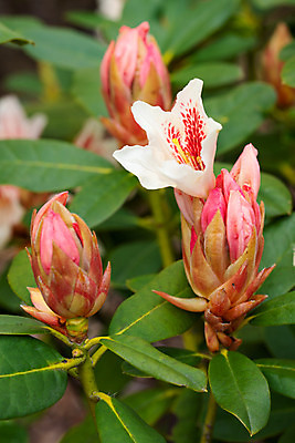 포토 JPG 해외이미지 식물 계절 공원 꽃잎 꽃 분홍색 잎 꽃무늬 자연 사람없음 야외 빨간색 햇빛 환경 정원 봄 성장 벚꽃 신선 개화 닫기 관목 생태계 원예 화단 내추럴 영원 해외202008 해외포토 나무 공공시설 컬러 무늬 모션 취미 태양 파일형식