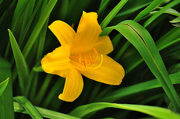 포토 JPG 해외이미지 식물 계절 꽃잎 꽃 백그라운드 잎 자연 사람없음 초록색 햇빛 노란색 머리 침묵 봄 벚꽃 신선 우아함 선택 싱글 원예 꽃가루 부드러움 꽃수술 해외202008 해외포토 컬러 컨셉 취미 신체부위 태양 소리 감각 가루 생태계 파일형식