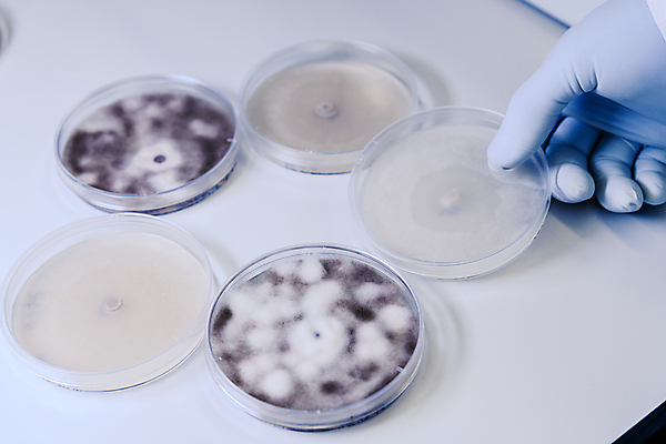 포토 JPG 해외이미지 손 문화 과학 장갑 컨셉 생물 실험 사람없음 치료 스터디 약 장비 성장 실험실 바이러스 질병 생명공학 분석 생물학 감염 미생물 조제 혁명 개발 식민지 피펫 해외202008 해외포토 잡화 교육 의학 실험기구 신체부위 학습 만들기 파일형식