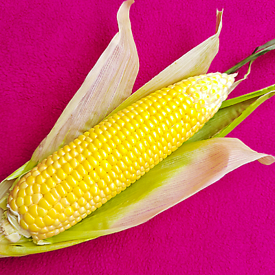 포토 JPG 해외이미지 식물 음식 잎 밭 농업 채소 재료 자연 건강 옥수수 근접촬영 사람없음 초록색 여름 농작물 노란색 환경 젖음 수확 껍질 신선 황금 달콤 농부 낟알 묘사 유기농 알맹이 날것 귀 내추럴 고립 밭일 숙성 영양분 채식주의자 해외202008 해외포토 직업 웰빙 계절 산업 뷰포인트 컬러 곡류 신체부위 맛 생태계 채식 파일형식