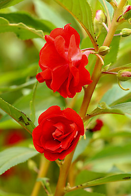 포토 JPG 해외이미지 꽃 잎 근접촬영 사람없음 야외 해외202008 해외포토 식물 뷰포인트 파일형식