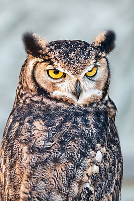 포토 JPG 해외이미지 동물 유럽 야생동물 날개 자연 조류 주택 뿔 사람없음 갈색 노란색 검은색 흰색 기도 야간 큼 먹이 먹기 심볼 깃털 사냥 부리 독수리 육식동물 부엉이 사냥꾼 내추럴 옛날 해외202008 해외포토 자연요소 직업 나라 컬러 모션 건물 크기 생태계 파일형식