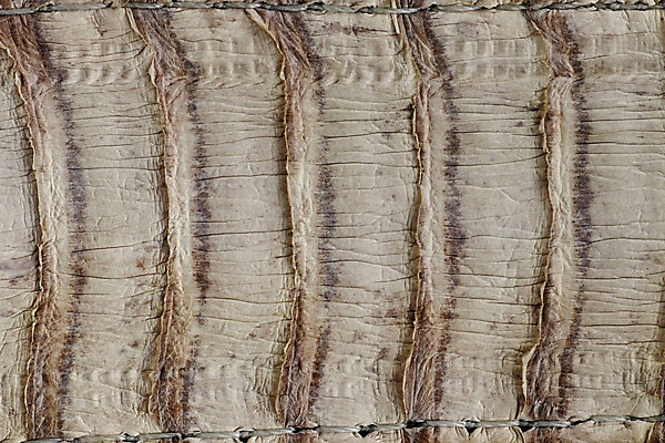 포토 JPG 해외이미지 옷 백그라운드 장신구 사람없음 유행 직물 뱀 은색 피부 묘사 흰배경 질감 결정체 고립 해외202008 해외포토 컬러 파충류 신체부위 흰색 파일형식