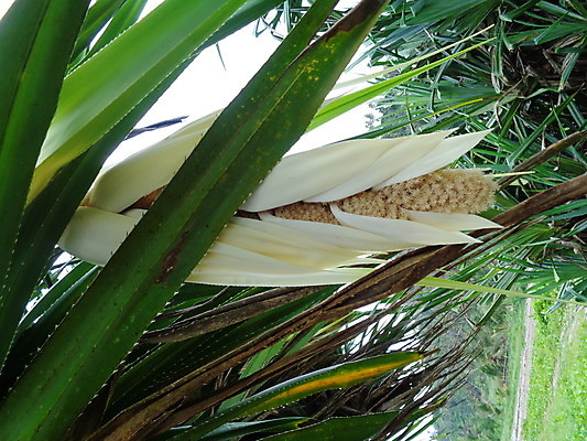 포토 JPG 해외이미지 나무 식물 야생동물 바다 백그라운드 잎 과일 자연 하늘 추상 건강 풍경 사람없음 야외 목재 장식 빨간색 초록색 여름 환경 성장 흰색 나사 신선 소나무 허브 유기농 질감 뿌리 내추럴 숙성 해외202008 해외포토 동물 웰빙 계절 컬러 무늬 재료 공구 생태계 파일형식