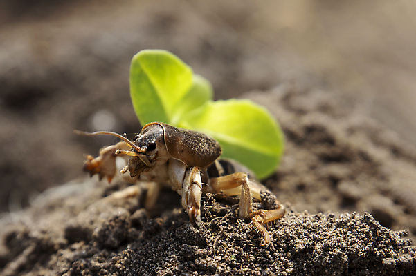 포토 JPG 해외이미지 동물 유럽 야생동물 곤충 백그라운드 농업 신체 자연 안테나 사람없음 갈색 머리 환경 정원 흙 닫기 해충 벌레 폭발 묘사 질감 생물학 뿌리 지하 턱 나방 귀뚜라미 두더지 땅파기 해외202008 해외포토 교육 나라 산업 컬러 통신 모션 신체부위 생태계 파일형식