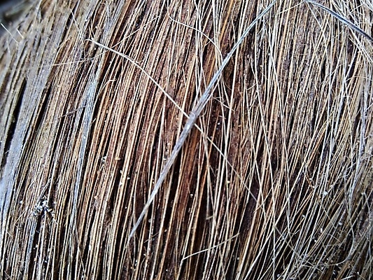 포토 JPG 해외이미지 나무 식물 동물 야생동물 모래 바다 여행 백그라운드 잎 농업 과일 자연 날씨 휴가 건조 풍경 사람없음 야외 목재 초록색 여름 파란색 갈색 환경 정원 맑음 검은색 견과류 바위 신선 빌라 유기농 질감 내추럴 방법 숙성 옛날 해외202008 해외포토 웰빙 계절 산업 컬러 재료 주택 돌_바위 생태계 파일형식