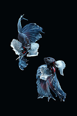 포토 JPG 해외이미지 동물 남자 얼굴 클리핑패스 포즈 백그라운드 이동 모션 벽지 어류 미술 사람없음 물 컬러풀 장미 우주 검은색 수영 회색 분노 흰색 의식 고급 우아함 깃털 싸움 귀 지느러미 모음 고립 공격적 이국적 해외202008 해외포토 자연요소 꽃 감정 컬러 컨셉 문화예술 사람 한글 신체부위 수중동물 수상스포츠 파일형식