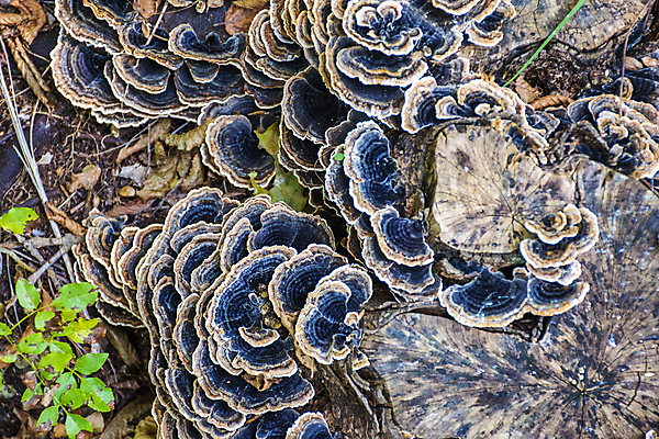 포토 JPG 해외이미지 식물 자연 추상 선반 바닥 사람없음 야외 치료 약 어둠 버섯 이탈리아 촉촉함 성장 그룹 약초 질병 매끈함 큼 허브 에코 꼬리 나무껍질 시스템 암 리빙 박테리아 내추럴 곰팡이 삼림지대 생태학 썩음 생존 해외202008 해외포토 나무 교육 유럽 가구 무늬 의학 환경 젖음 껍질 풀_식물 감각 숲 크기 생태계 파일형식