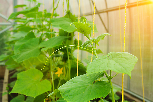 포토 JPG 해외이미지 식물 계절 꽃 음식 백그라운드 잎 밭 농업 다이어트 채소 재료 자연 오이 건강 사람없음 초록색 여름 농작물 농장 정원 성장 흰색 나뭇가지 시골 신선 먹기 유기농 원예 내추럴 밭일 온실 채식주의자 세련 해외202008 해외포토 나무 웰빙 산업 컬러 모션 취미 생태계 채식 파일형식
