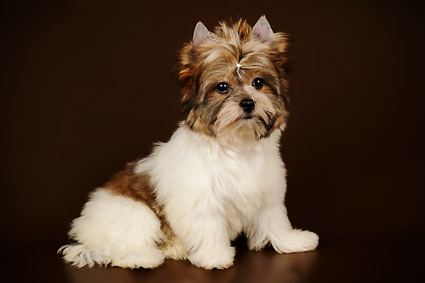 포토 JPG 해외이미지 동물 1 행복 새끼 백그라운드 새로움 털 사람없음 빨간색 반려동물 검은색 거울 흰색 개 달콤 강아지 작음 요크셔테리어 테리어 활 솜털 송곳니 기르기 비버 삼색 해외202008 우호적 해외포토 감정 컬러 컨셉 포유류 맛 치아 크기 돌봄 파일형식