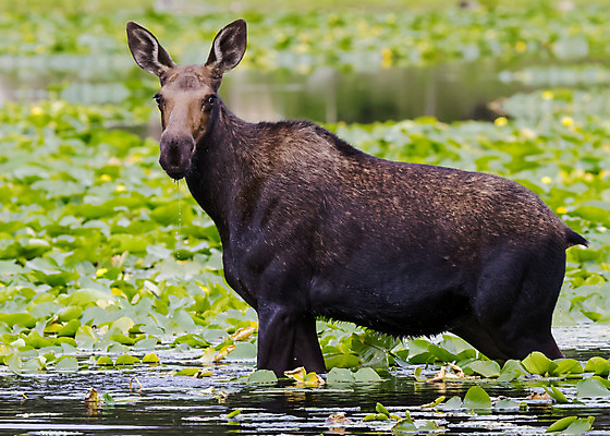 포토 JPG 해외이미지 동물 호수 야생동물 포유류 자연 산 털 종류 사람없음 초록색 물 갈색 어둠 코트 종 흰색 소나무 소 습지 군중 숲 위험 큼 시원함 속눈썹 버드나무 황소 코 귀 무거움 주둥이 콜로라도 벨벳 해외202008 해외포토 자연요소 나무 컬러 컨셉 사람 신체부위 미국 외투 무게 크기 실크 눈썹 생태계 파일형식