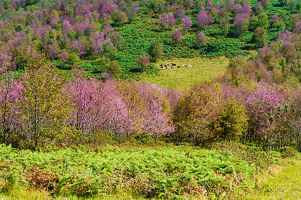 포토 JPG 해외이미지 나무 식물 동물 계절 꽃잎 꽃 아시아 분홍색 여행 백그라운드 겨울 꽃무늬 태국 자연 새로움 산 사랑 사람없음 초록색 컬러풀 우주 정원 봄 낭만 벚꽃 개화 체리 소 땅 장면 북쪽 히말라야 해외202008 해외포토 감정 나라 컬러 컨셉 무늬 과일 포유류 방향 생태계 파일형식 산맥