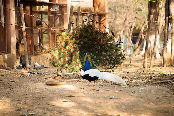 포토 JPG 해외이미지 동물 디자인 공원 남자 야생동물 여행 백그라운드 패턴 자연 조류 동물원 사람없음 초록색 파란색 컬러풀 머리 정원 활발 우아함 깃털 묘사 꼬리 부리 목 보여주기 내추럴 웅장함 해외202008 해외포토 공공시설 컬러 컨셉 무늬 모션 사람 신체부위 생태계 파일형식