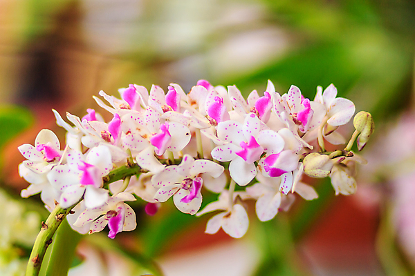 포토 JPG 해외이미지 나무 식물 꽃잎 꽃 행복 줄기 분홍색 꽃다발 백그라운드 꽃무늬 텍스트 태국 자연 사람없음 장식 초록색 컬러풀 우주 정원 검은색 벚꽃 흰색 나뭇가지 신선 개화 난초 다발 잡종 내추럴 고립 해외202008 해외포토 감정 아시아 컬러 무늬 생태계 파일형식