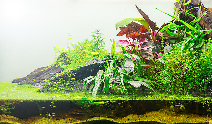 포토 JPG 해외이미지 식물 디자인 지구 자연 유리 주택 이끼 취미 사람없음 장식 초록색 숲 분재 해외202008 해외포토 나무 컬러 재질 건물 생태계 파일형식