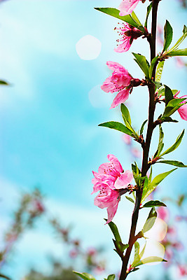 포토 JPG 해외이미지 나무 식물 디자인 꽃잎 꽃 분홍색 백그라운드 컨셉 잎 꽃무늬 자연 벽지 하늘 추상 선물 사랑 사람없음 장식 초록색 파란색 빛 태양 우주 맑음 봄 수확 벚꽃 나뭇가지 축하 인사 신선 신용카드 개화 초대 내추럴 스타일 해외202008 해외포토 자연요소 계절 감정 컬러 무늬 농업 날씨 금융 예절 생태계 파일형식