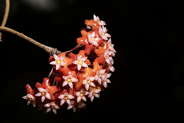 포토 JPG 해외이미지 식물 꽃 백그라운드 자연 사람없음 빨간색 왁스 해외202008 해외포토 컬러 생태계 파일형식