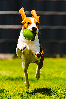 포토 JPG 해외이미지 동물 행복 포즈 백그라운드 밭 장난 포유류 모션 자연 놀이 기술 건강 사람없음 야외 세로 반려동물 장난감 달리기 운동 정원 점프 기쁨 에너지 개 흥분 사냥개 비글 송곳니 요령 해외202008 해외포토 감정 농업 치아 생태계 파일형식