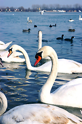 포토 JPG 해외이미지 동물 커플 호수 야생동물 백그라운드 날개 가족 자연 조류 사랑 사람없음 물 파란색 강 반사 평화 수영 침묵 흰색 연못 우아함 깃털 부리 백조 장면 목 내추럴 단아함 벙어리 해외202008 해외포토 자연요소 감정 컬러 컨셉 관계 신체부위 소리 수상스포츠 생태계 파일형식