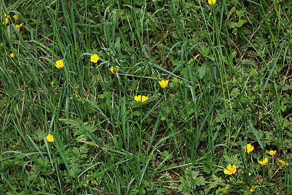 포토 JPG 해외이미지 식물 꽃잎 꽃 분홍색 꽃다발 꽃무늬 오렌지 자연 휴가 휴식 발렌타인데이 선물 풍경 사람없음 장미 꽃병 봄 활발 낭만 벚꽃 바위 흰색 축하 신선 다발 알프스 부드러움 수국 내추럴 아네모네 많음 해외202008 해외포토 계절 유럽 컬러 컨셉 무늬 과일 데이이벤트 돌_바위 감각 생태계 파일형식