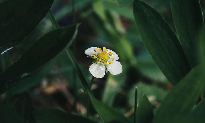 포토 JPG 해외이미지 식물 계절 열매 꽃잎 꽃 음식 줄기 백그라운드 잎 꽃무늬 밭 농업 과일 자연 딸기 사람없음 초록색 여름 농장 노란색 정원 봄 벚꽃 흰색 시골 개화 순수 만족 원예 향기 꽃가루 부드러움 내추럴 꽃수술 맛있는 해외202008 해외포토 감정 산업 컬러 컨셉 무늬 취미 감각 가루 생태계 냄새 파일형식