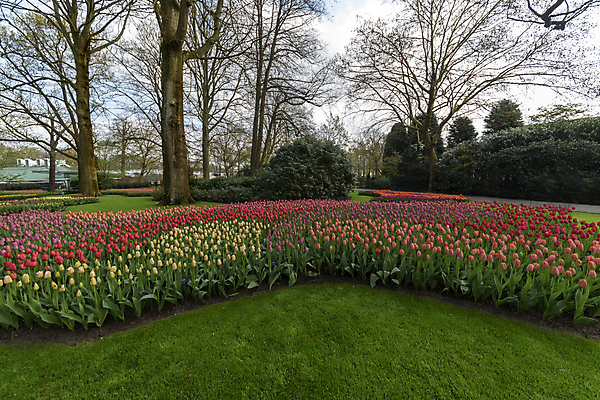 포토 JPG 해외이미지 나무 식물 계절 공원 꽃 유럽 여행 백그라운드 꽃무늬 밭 자연 사람 풍경 사람없음 야외 빨간색 초록색 물 여름 컬러풀 노란색 여행객 우주 정원 봄 튤립 벚꽃 개울 4월 네덜란드 내추럴 해외202008 해외포토 자연요소 공공시설 나라 컬러 무늬 농업 강 날짜 생태계 파일형식