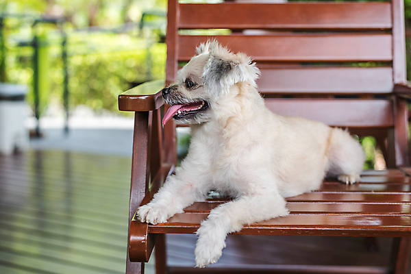 포토 JPG 해외이미지 한마리 여행 의자 앉기 사람없음 야외 아웃포커스 반려동물 개 해외202008 해외포토 동물 1 가구 포유류 모션 촬영기법 파일형식