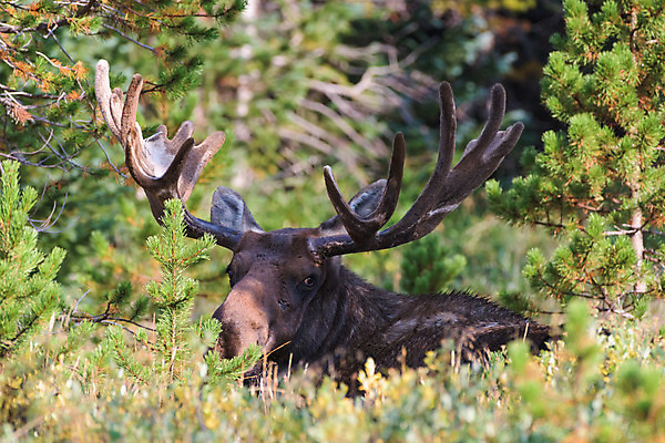 포토 JPG 해외이미지 동물 호수 야생동물 포유류 자연 산 털 종류 사람없음 물 갈색 어둠 코트 종 흰색 소나무 소 습지 군중 숲 위험 큼 시원함 속눈썹 버드나무 황소 코 귀 무거움 주둥이 엘크 콜로라도 벨벳 해외202008 해외포토 자연요소 나무 컬러 컨셉 사람 신체부위 미국 외투 무게 크기 실크 눈썹 생태계 파일형식