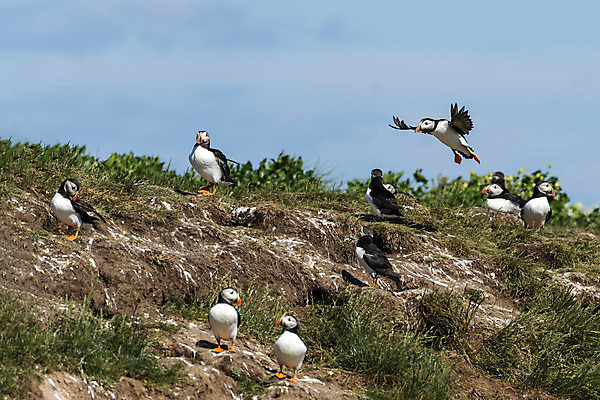 포토 JPG 해외이미지 동물 1 유럽 야생동물 바다 섬 여행 날개 오렌지 자연 조류 하늘 아이슬란드 어류 사람없음 야외 컬러풀 검은색 덮개 광대 흰색 깃털 부리 대서양 내추럴 식민지 스코틀랜드 해외202008 해외포토 나라 컬러 과일 영국 수중동물 뚜껑 생태계 파일형식